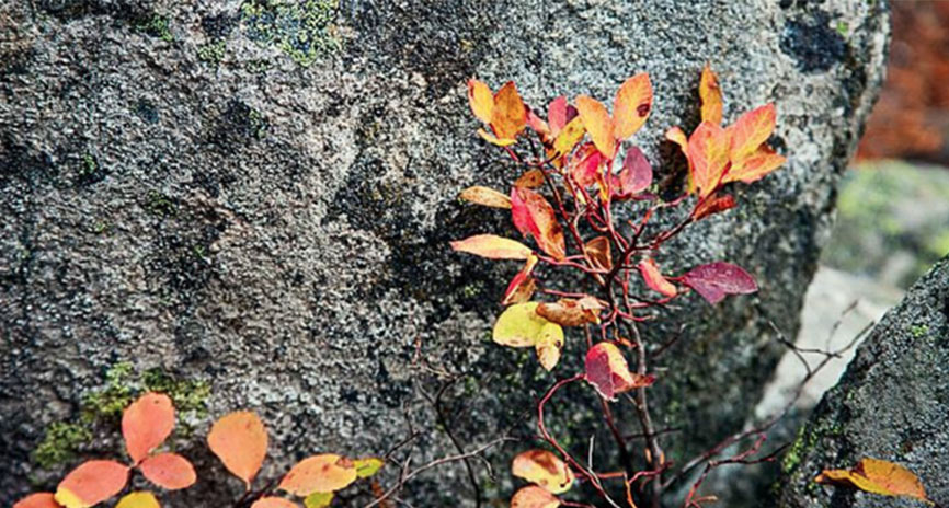 journal-img-10-25-2 Fall leaves on a rock